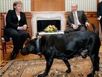 Angela Merkel, Vladimir Putin, cão