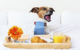 8 hotéis para onde pode levar o seu cão