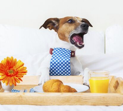 8 hotéis para onde pode levar o seu cão