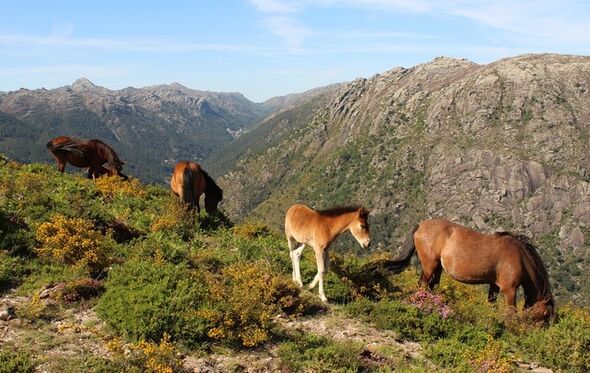 serra da peneda gerês