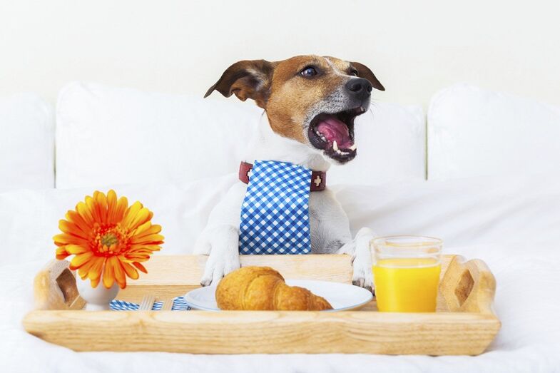 cão férias hoteis