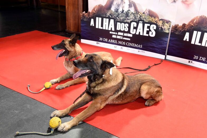 'Ilha dos Cães' Nicolau Breyner