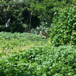 horta de jó caneças 