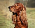 cão criança
