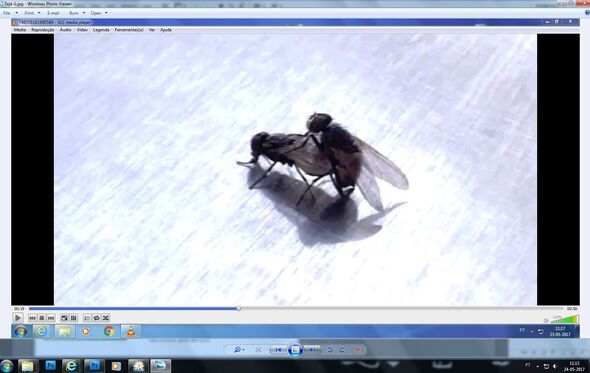 pesadelo na cozinha, ribatejo