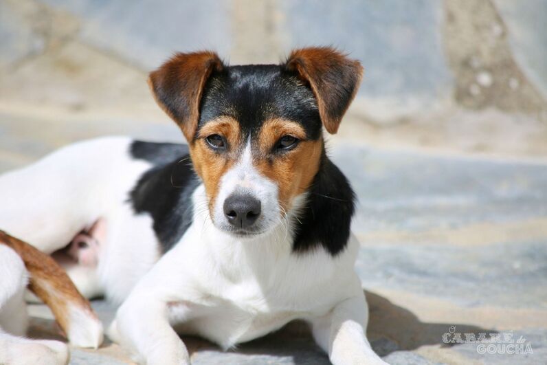 Manuel Luís Goucha, Alentejo