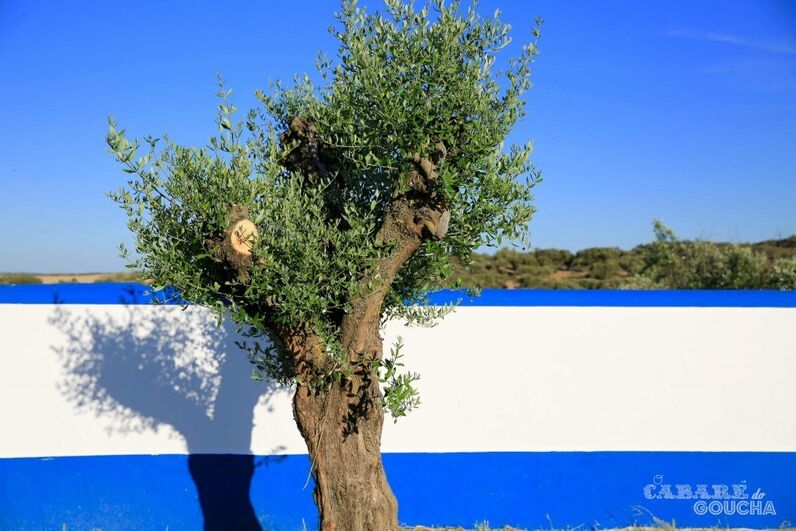 Manuel Luís Goucha, Alentejo