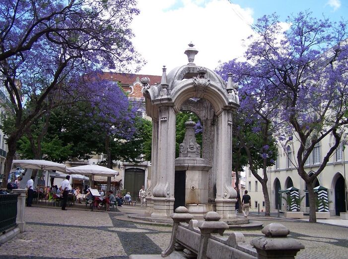Jacarandás, Lisboa