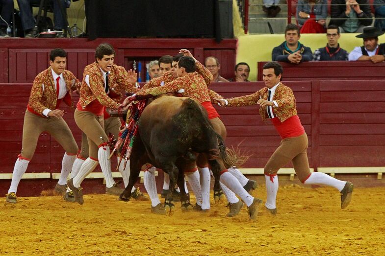 Tourada, Campo Pequeno, toiros