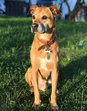Cão Isaac Alfaiate