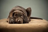 cão cães