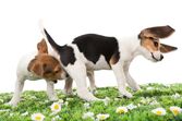cão cães