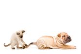 cão cães gato
