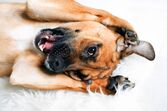 cão cães
