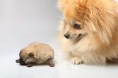 cão cães
