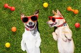 cão cães