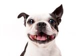 cão cães
