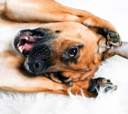 Não, não está a enlouquecer! Os cães podem mesmo compreender as nossas conversas. Perceba como