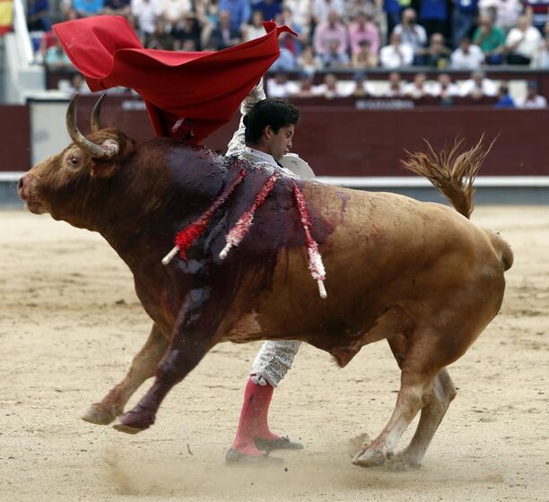 campo pequeno, rui bento vasquez, corrida flash