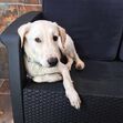 Chino, cão, georgina rodriguez