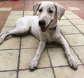 Chino, cão, georgina rodriguez