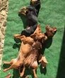 João Baião, SIC, quinta, animais exóticos