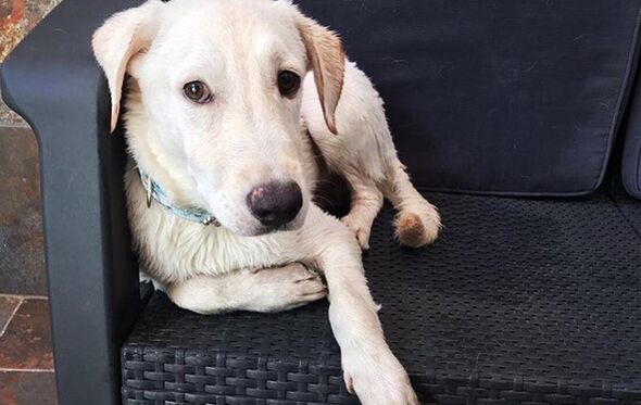 Chino, cão, georgina rodriguez