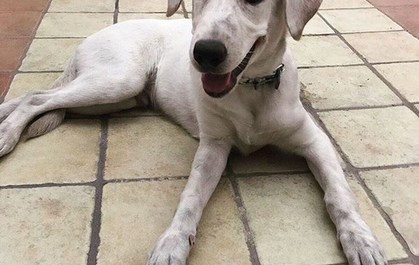 Chino, cão, georgina rodriguez