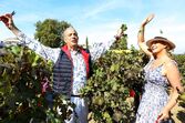 joe berardo, vindimas, vinha, quinta da bacalhôa, azeitão