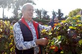 joe berardo, vindimas, vinha, quinta da bacalhôa, azeitão