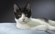 gato, gato preto e branco
