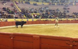 Forcado Fernando Quintela morre na Moita a pegar toiro 