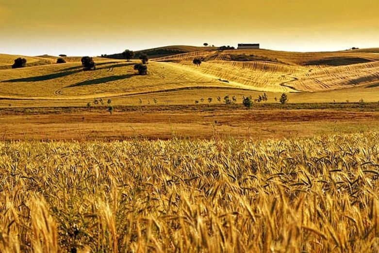 Alentejo, planície, cereais