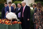 trump, trumps, thanksgiving