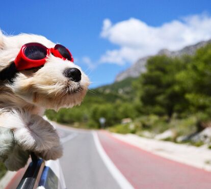 4 Hotéis para cães em Lisboa e Porto a pensar na escapadinha de 3 dias