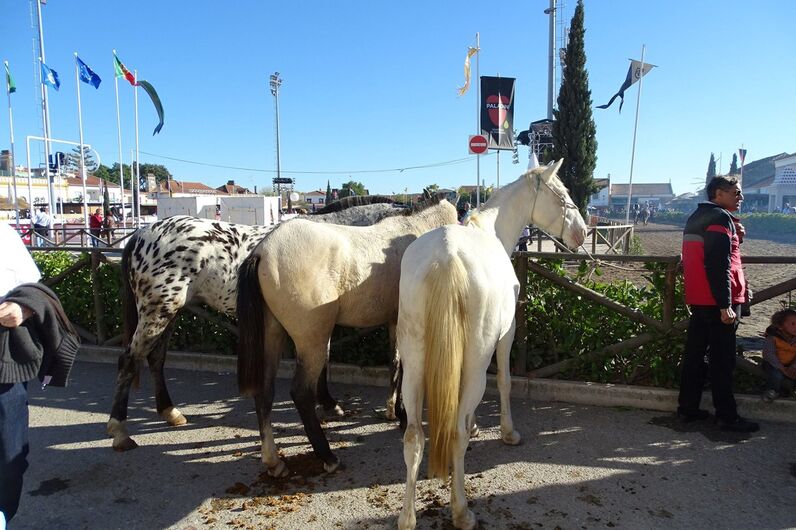 feira da golegã, feira nacional do cavalo, feira internacional do cavalo lusitano, feira de são martinho, golegã, cavalo