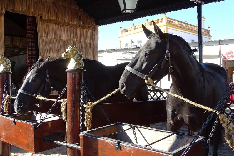feira da golegã, feira nacional do cavalo, feira internacional do cavalo lusitano, feira de são martinho, golegã, cavalo
