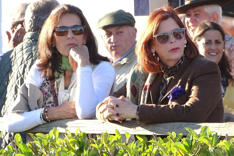 feira da golegã, feira nacional do cavalo, feira internacional do cavalo lusitano, feira de são martinho, golegã, cavalo