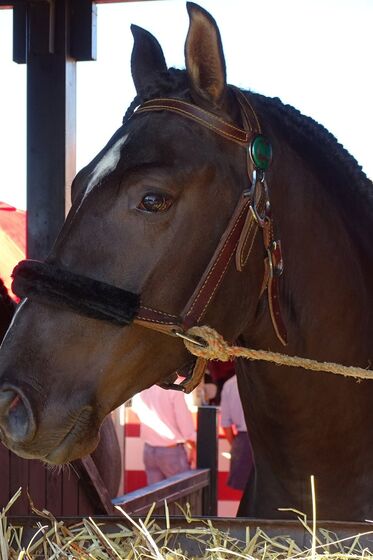 feira da golegã, feira nacional do cavalo, feira internacional do cavalo lusitano, feira de são martinho, golegã, cavalo