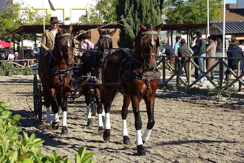 feira da golegã, feira nacional do cavalo, feira internacional do cavalo lusitano, feira de são martinho, golegã, cavalo