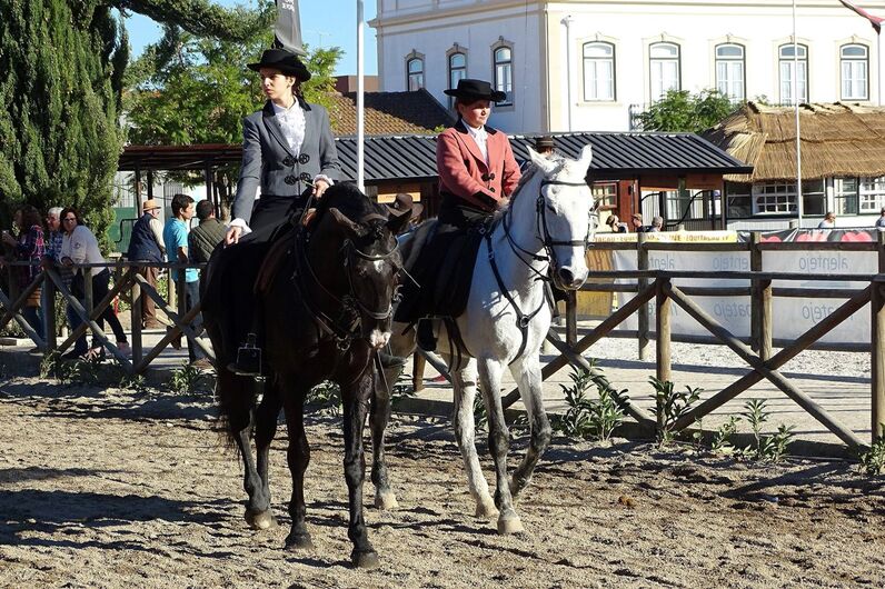 feira da golegã, feira nacional do cavalo, feira internacional do cavalo lusitano, feira de são martinho, golegã, cavalo