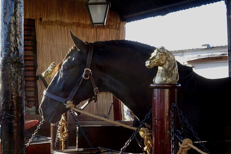 feira da golegã, feira nacional do cavalo, feira internacional do cavalo lusitano, feira de são martinho, golegã, cavalo