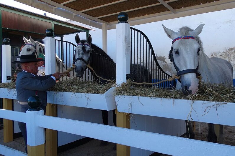 feira da golegã, feira nacional do cavalo, feira internacional do cavalo lusitano, feira de são martinho, golegã, cavalo