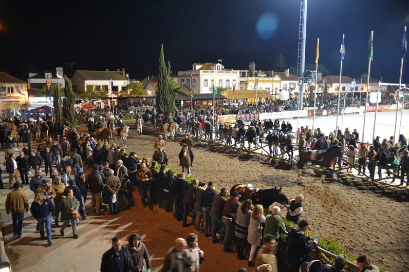 feira da golegã, feira nacional do cavalo, feira internacional do cavalo lusitano, feira de são martinho, golegã, cavalo