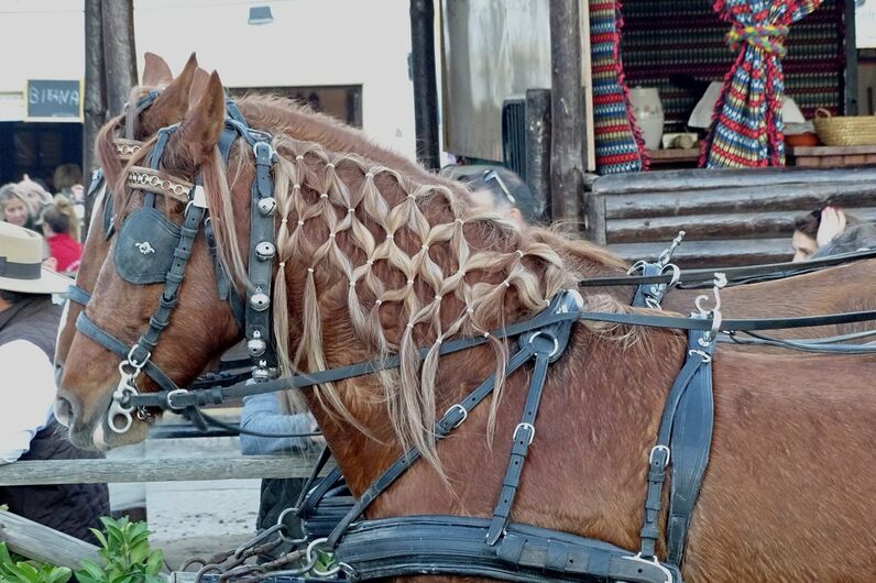 feira da golegã, feira nacional do cavalo, feira internacional do cavalo lusitano, feira de são martinho, golegã, cavalo