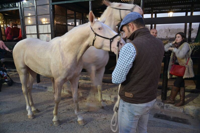 feira da golegã, feira nacional do cavalo, feira internacional do cavalo lusitano, feira de são martinho, golegã, cavalo