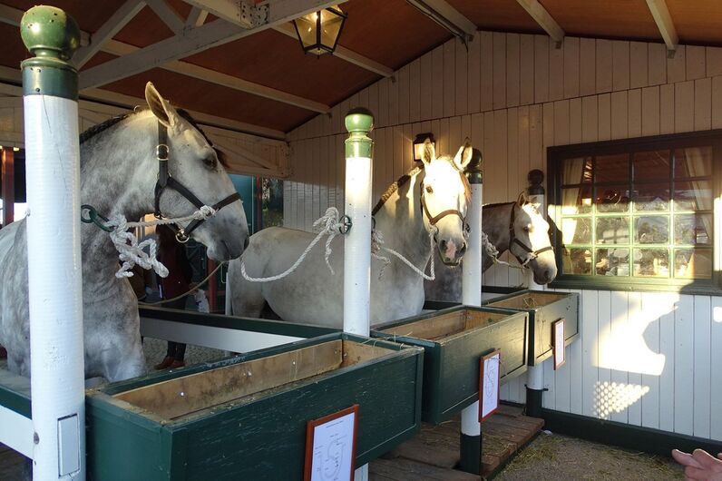 feira da golegã, feira nacional do cavalo, feira internacional do cavalo lusitano, feira de são martinho, golegã, cavalo