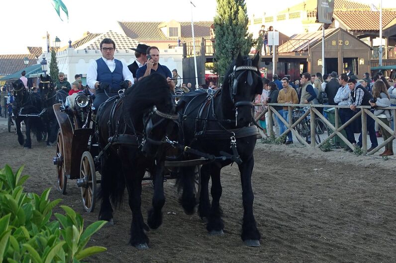 feira da golegã, feira nacional do cavalo, feira internacional do cavalo lusitano, feira de são martinho, golegã, cavalo