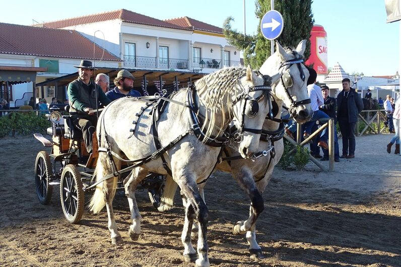 feira da golegã, feira nacional do cavalo, feira internacional do cavalo lusitano, feira de são martinho, golegã, cavalo