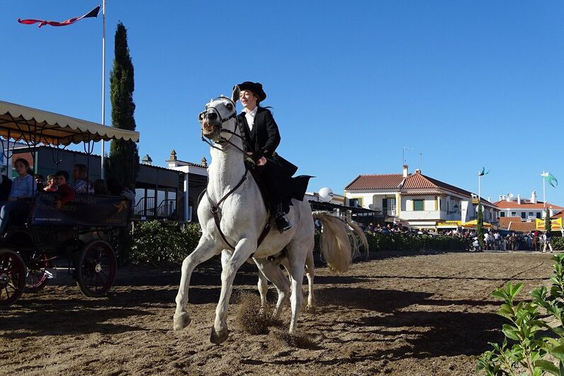 feira da golegã, feira nacional do cavalo, feira internacional do cavalo lusitano, feira de são martinho, golegã, cavalo